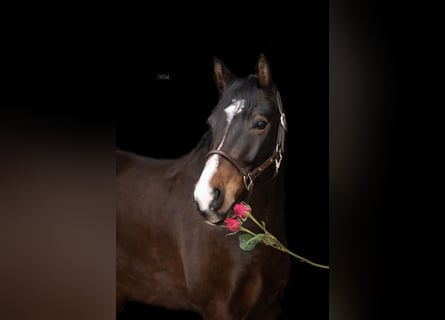 Deutsches Reitpony, Wallach, 6 Jahre, 154 cm, Brauner