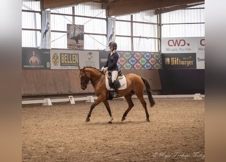 Deutsches Reitpony, Wallach, 6 Jahre, 155 cm, Falbe