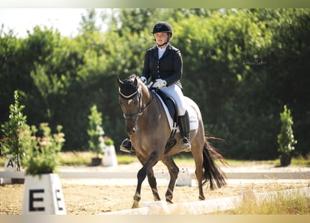 Deutsches Reitpony, Wallach, 6 Jahre, 158 cm, Roan-Blue