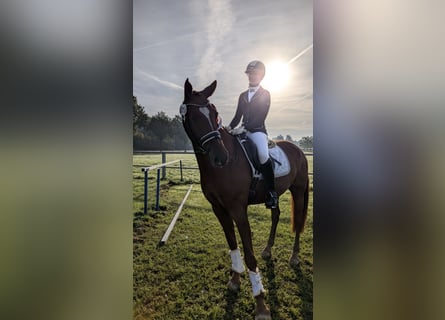 Deutsches Reitpony, Wallach, 6 Jahre, 161 cm, Fuchs