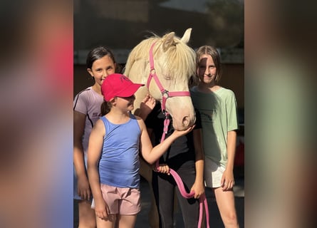 Deutsches Reitpony, Wallach, 7 Jahre, 142 cm, Cremello