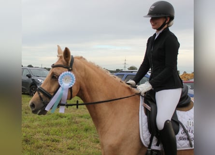 Deutsches Reitpony, Wallach, 7 Jahre, 144 cm, Palomino