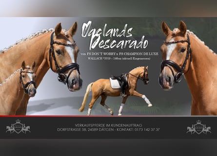 Deutsches Reitpony, Wallach, 7 Jahre, 146 cm, Palomino