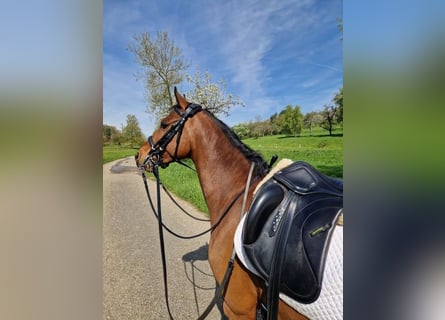 Deutsches Reitpony, Wallach, 7 Jahre, 147 cm, Brauner