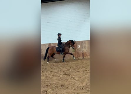 Deutsches Reitpony, Wallach, 7 Jahre, 147 cm, Brauner
