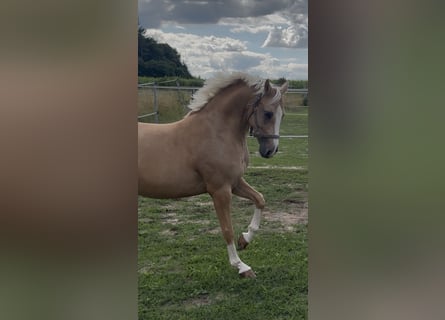 Deutsches Reitpony, Wallach, 7 Jahre, 147 cm, Palomino