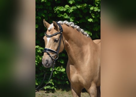 Deutsches Reitpony, Wallach, 7 Jahre, 147 cm, Palomino