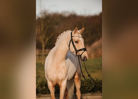 Deutsches Reitpony, Wallach, 7 Jahre, 147 cm, Palomino