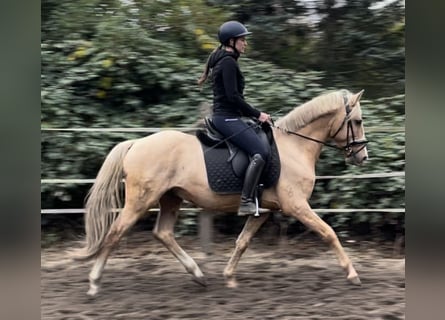 Deutsches Reitpony, Wallach, 7 Jahre, 147 cm, Palomino