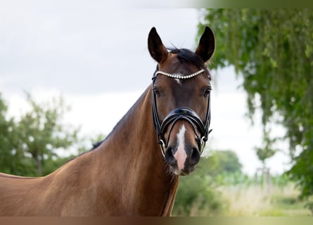 Deutsches Reitpony, Wallach, 7 Jahre, 148 cm, Brauner