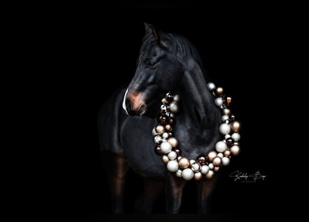 Deutsches Reitpony, Wallach, 7 Jahre, 148 cm, Brauner