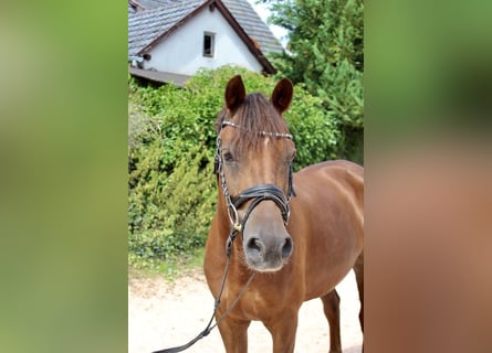 Deutsches Reitpony, Wallach, 7 Jahre, 148 cm, Dunkelfuchs