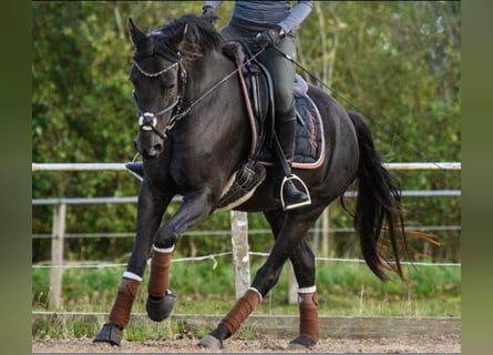 Deutsches Reitpony, Wallach, 7 Jahre, 148 cm, Rappe