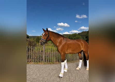 Deutsches Reitpony, Wallach, 7 Jahre, 153 cm, Dunkelbrauner