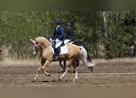 Deutsches Reitpony, Wallach, 7 Jahre, 153 cm, Palomino