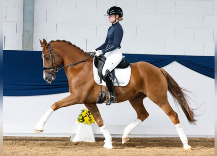 Deutsches Reitpony, Wallach, 7 Jahre, 155 cm, Fuchs