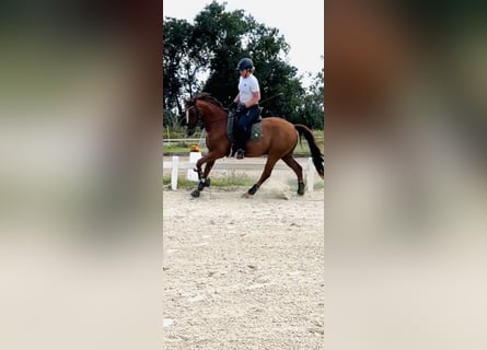 Deutsches Reitpony, Wallach, 7 Jahre, 155 cm, Fuchs