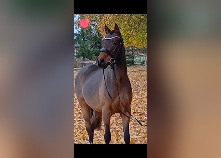 Deutsches Reitpony, Wallach, 7 Jahre, Brauner