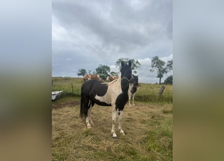 Deutsches Reitpony, Wallach, 7 Jahre, Schecke