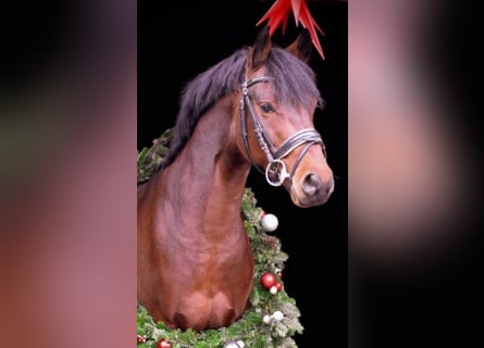 Deutsches Reitpony, Wallach, 8 Jahre, 148 cm, Brauner