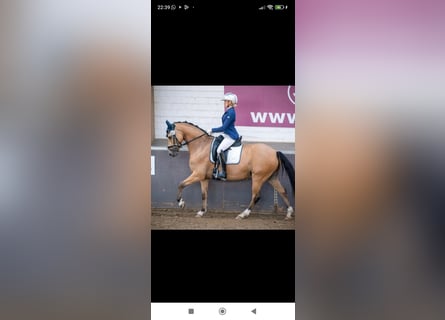 Deutsches Reitpony, Wallach, 8 Jahre, 148 cm, Buckskin