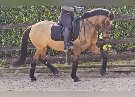 Deutsches Reitpony, Wallach, 8 Jahre, 148 cm, Falbe