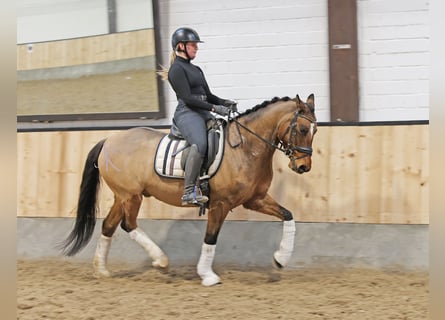 Deutsches Reitpony, Wallach, 8 Jahre, 148 cm, Falbe