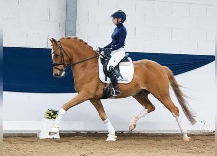 Deutsches Reitpony, Wallach, 8 Jahre, 148 cm, Fuchs