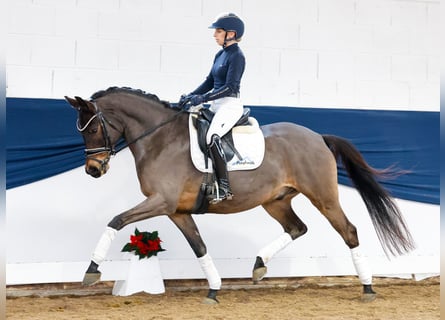 Deutsches Reitpony, Wallach, 8 Jahre, 152 cm, Dunkelbrauner