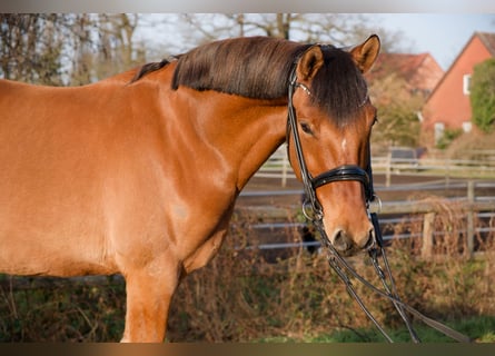 Deutsches Reitpony, Wallach, 8 Jahre, 153 cm