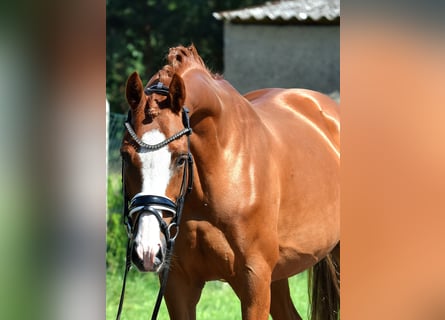 Deutsches Reitpony, Wallach, 9 Jahre, 146 cm, Fuchs
