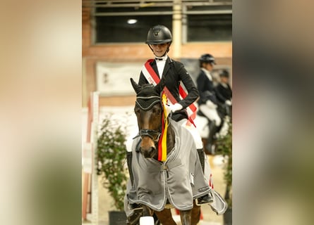Deutsches Reitpony, Wallach, 9 Jahre, 147 cm, Dunkelbrauner