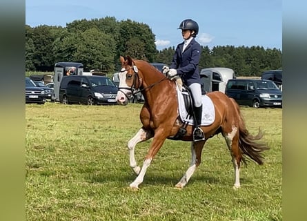 Deutsches Reitpony, Wallach, 9 Jahre, 147 cm, Fuchs