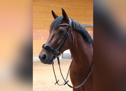 Deutsches Reitpony, Wallach, 9 Jahre, 148 cm, Brauner