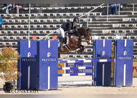 Deutsches Reitpony, Wallach, 9 Jahre, 148 cm, Brauner