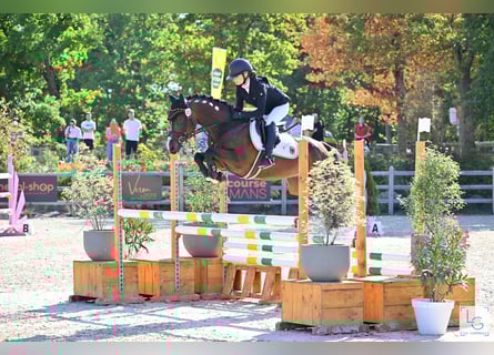 Deutsches Reitpony, Wallach, 9 Jahre, 148 cm, Brauner