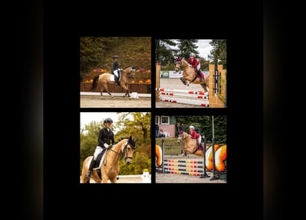 Deutsches Reitpony, Wallach, 9 Jahre, 148 cm, Buckskin