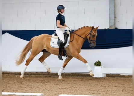 Deutsches Reitpony, Wallach, 9 Jahre, 148 cm, Falbe