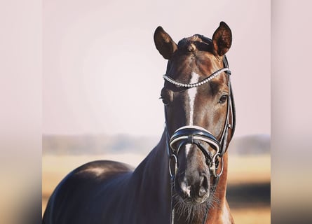 Deutsches Reitpony, Wallach, 9 Jahre, 149 cm, Dunkelfuchs