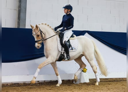 Deutsches Reitpony, Wallach, 9 Jahre, Palomino