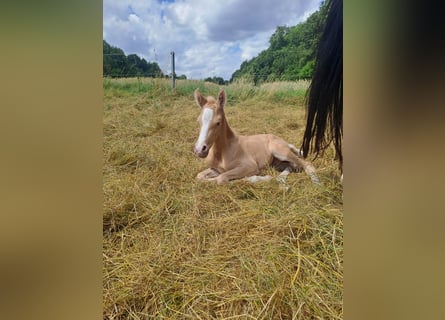 Deutsches Reitpony, Wallach, Fohlen (06/2023), 148 cm, Palomino
