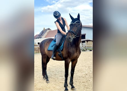 Deutsches Sportpferd, Hengst, 13 Jahre, 173 cm