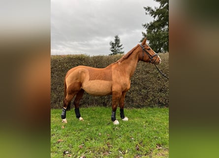 Deutsches Sportpferd, Hengst, 17 Jahre