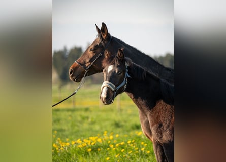 Deutsches Sportpferd, Hengst, 1 Jahr, 165 cm, Schwarzbrauner