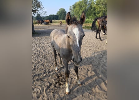 Deutsches Sportpferd, Hengst, 1 Jahr, 168 cm, Apfelschimmel