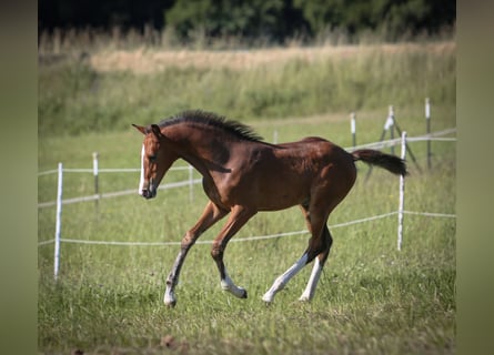 Deutsches Sportpferd, Hengst, 1 Jahr, 168 cm, Brauner