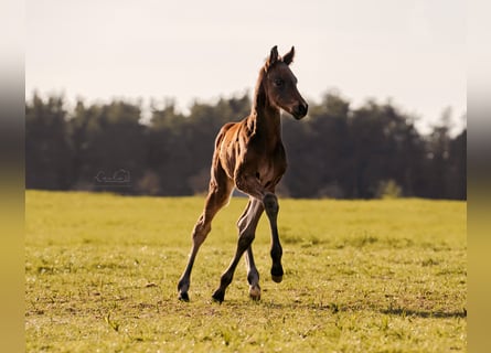 Deutsches Sportpferd, Hengst, 1 Jahr, 168 cm, Brauner