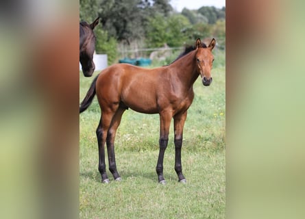 Deutsches Sportpferd, Hengst, 1 Jahr, 170 cm, Brauner