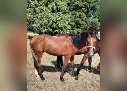Deutsches Sportpferd, Hengst, 1 Jahr, 172 cm, Brauner