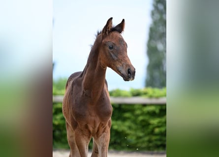 Deutsches Sportpferd, Hengst, 1 Jahr, 180 cm, Dunkelbrauner